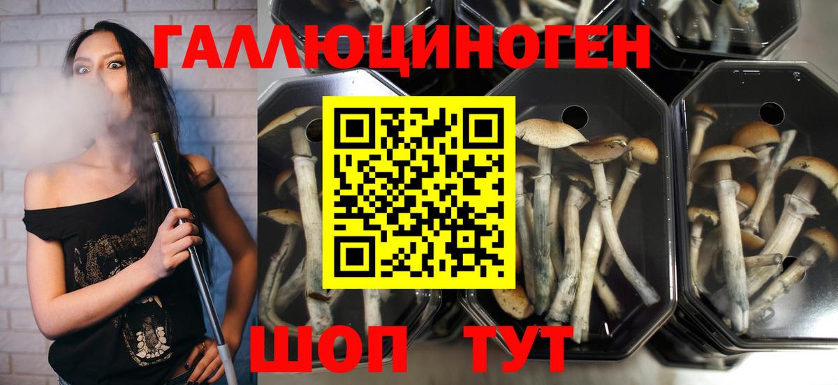 Галлюциногенные грибы Psilocybine cubensis  Вход с VPN  Каменск-Уральский 